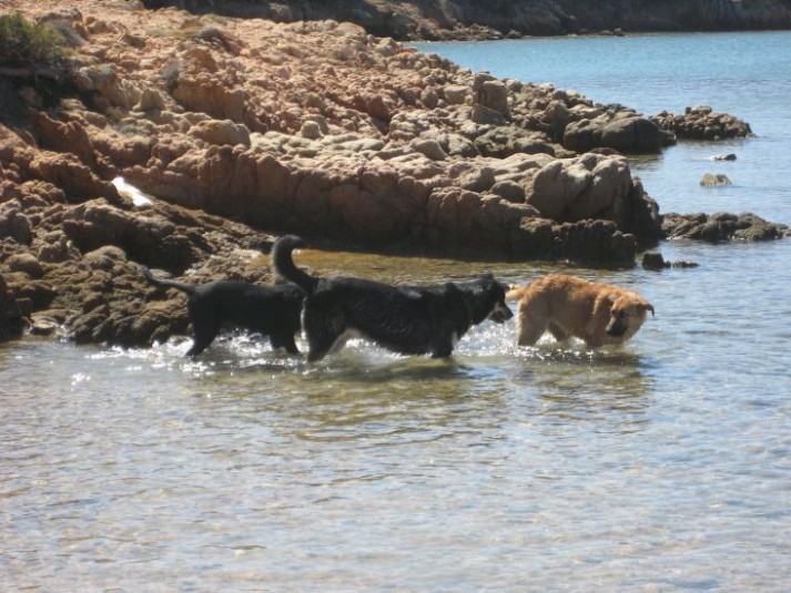 Riapre a Caprera la spiaggia per i cani