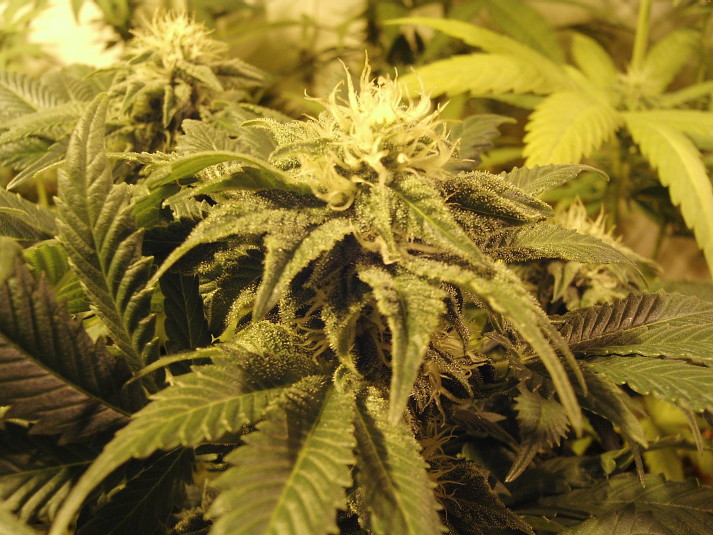 Arzachena, doppia coltivazione di cannabis: 2 denunciati
