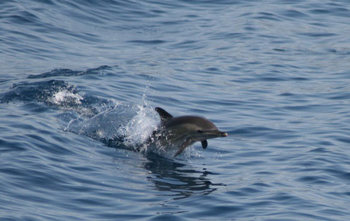 I cetacei del nord Sardegna in buona salute secondo i ricercatori