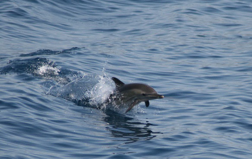 Nessuno ha dimenticato Goccia: così verrà chiamato il baby delfino di Genova