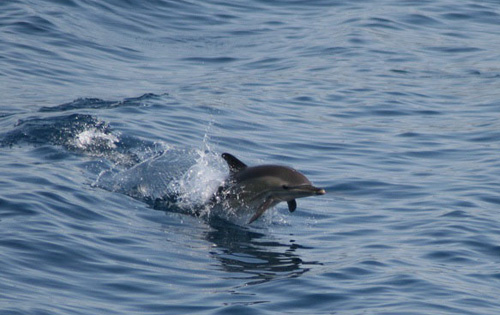 Sardinia Ferries. Avvistati 51 cetacei tra Golfo Aranci e Livorno