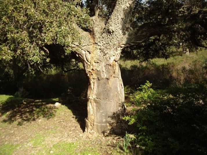 Sardegna: concorso Regionale estrattori di sughero