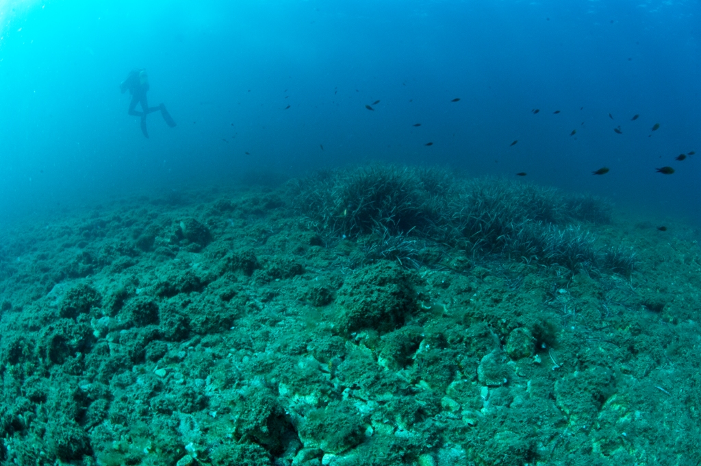 Area Marina Protetta Tavolara: presentazione nuova cartografia bionomica