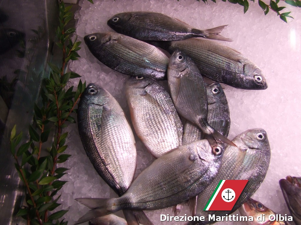 Direzione Marittima di Olbia: controlli sulla filiera della pesca