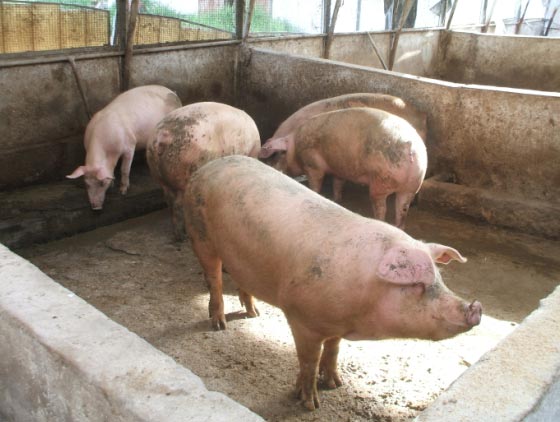Sardegna, peste suina: il maiale di razza sarda non è a rischio estinzione