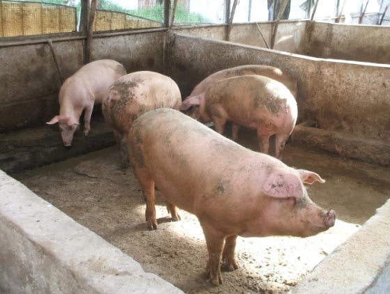 Febbre suina in Sardegna: uomo di Tortolì trasferito a Milano