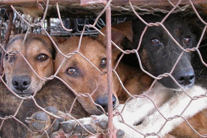 Cina: fermato camion con 900 cani destinati alla ristorazione.
