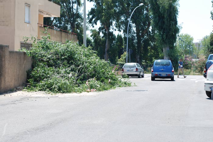 Olbia, albero abbattuto in via Pitagora: la segnalazione di una lettrice