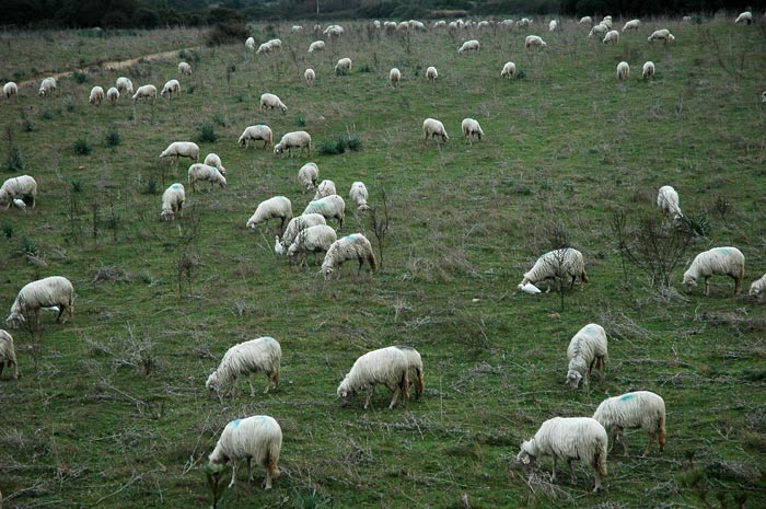 Fondi per la pastorizia: in arrivo altri 30 milioni di euro