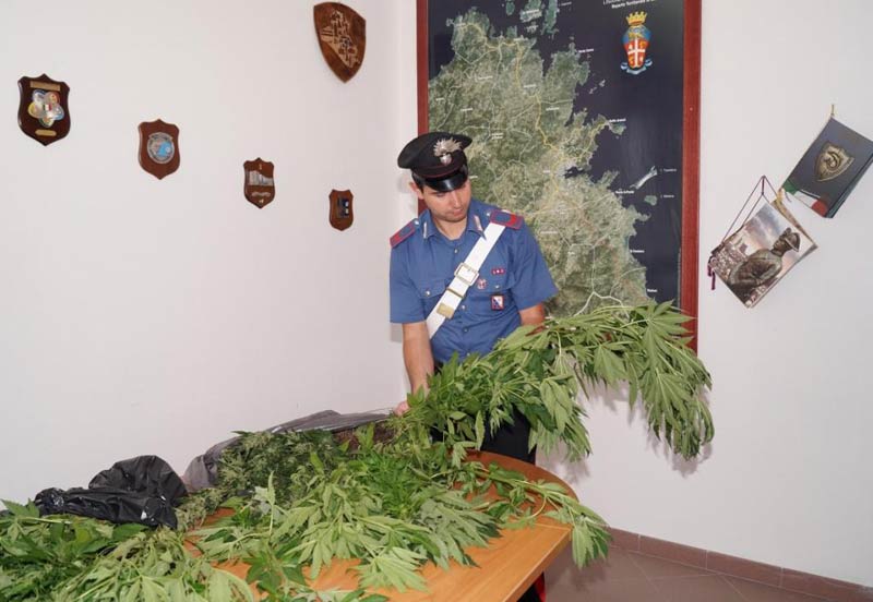 Olbia, piantagione di marijuana nascosta tra la vegetazione: un arresto