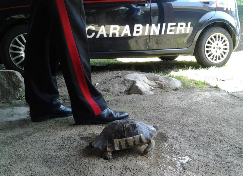 Olbia, Carabinieri salvano tartaruga e denunciano turista per maltrattamento