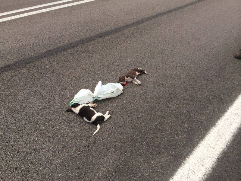 Abbandoni, due cuccioli trovati morti sulla panoramica per Golfo Aranci