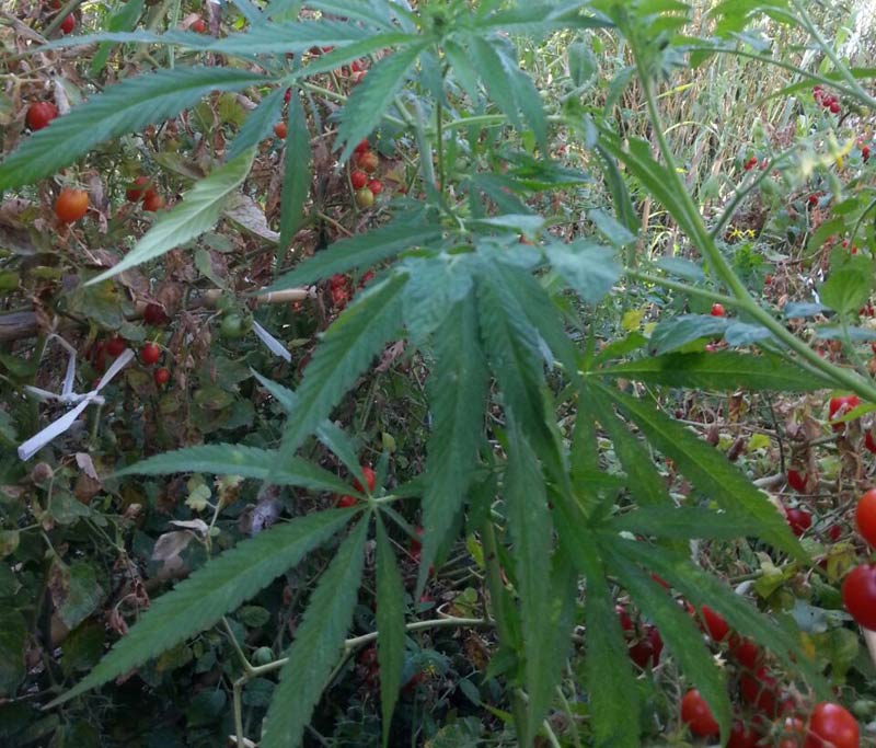 Coltivava marijuana sul terrazzo di casa: sequestrate 26 piante