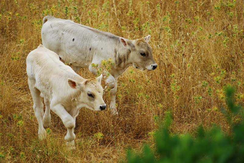 Allarme Coldiretti: niente premi per allevatori galluresi