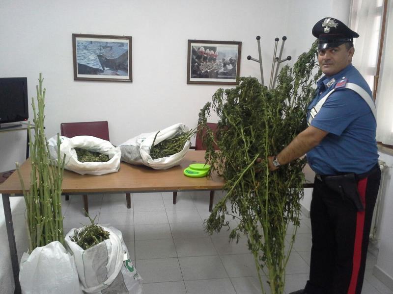 Ozieri, cannabis nell'ovile: arrestato un quarantenne