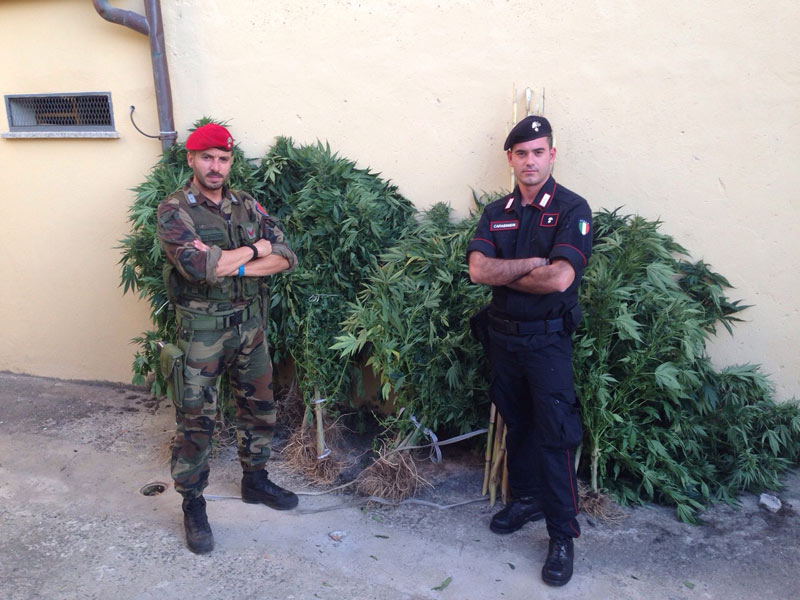 Buddusò, piantagione di cannabis alle porte del paese: un arresto