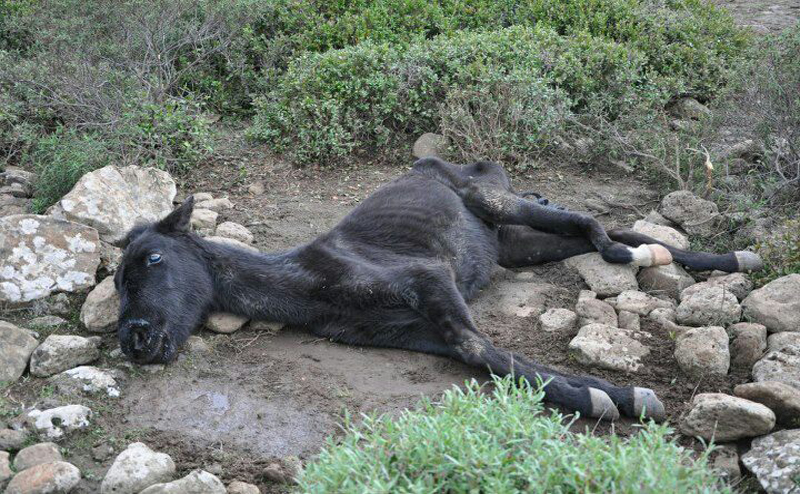 Cavallini della Giara in pericolo: la denuncia di Tocco (FI)