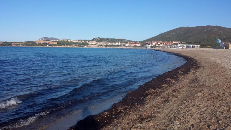 Sardegna: approvate linee guida per la gestione della Poseidonia nelle spiagge