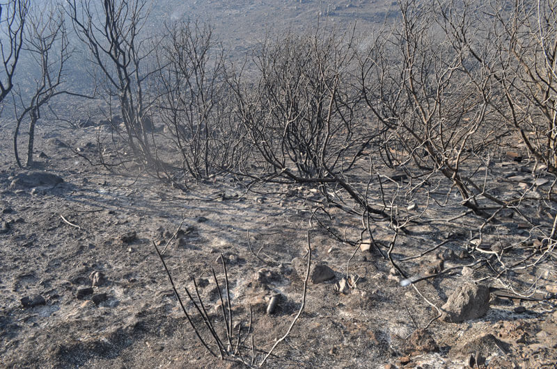 Emergenza incendi: fiamme a Capo Testa