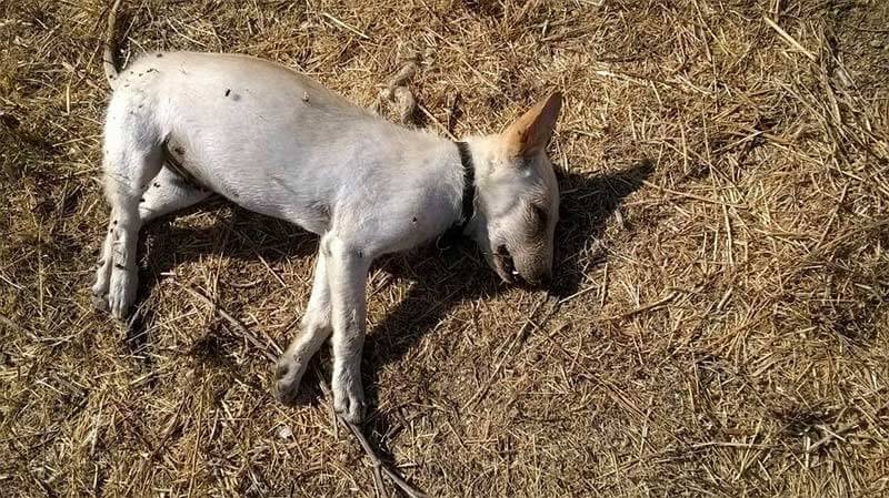 Cagnetta uccisa: animalisti sul piede di guerra