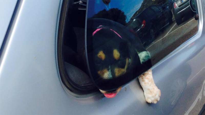 Cane lasciato in auto sotto al sole: intervengono cittadini