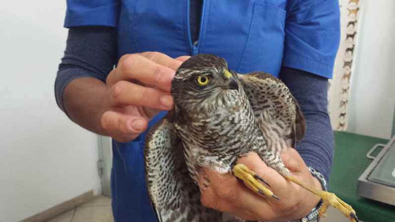 Olbia. Soccorso falco pellegrino a S'Istrana