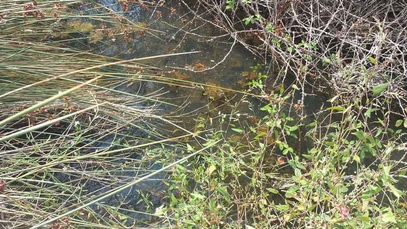 Inquinamento a Punzutu: esposto dei cittadini, Polizia Locale sul posto