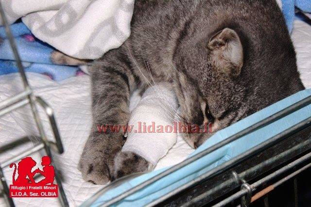 Olbia, via Cairoli: gatto con la colonna spezzata soccorso dalla Lida, si cerca proprietario.