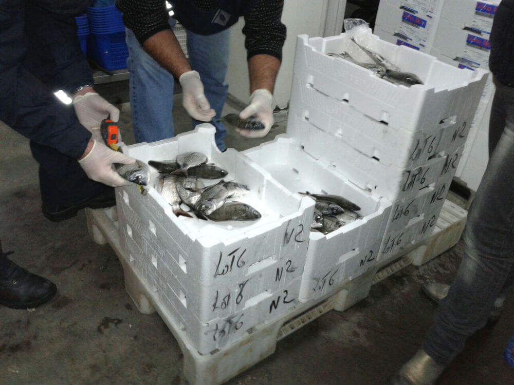 Maxi Operazione Levante: 790 kg di pesce scaduto, 40mila euro di sanzioni