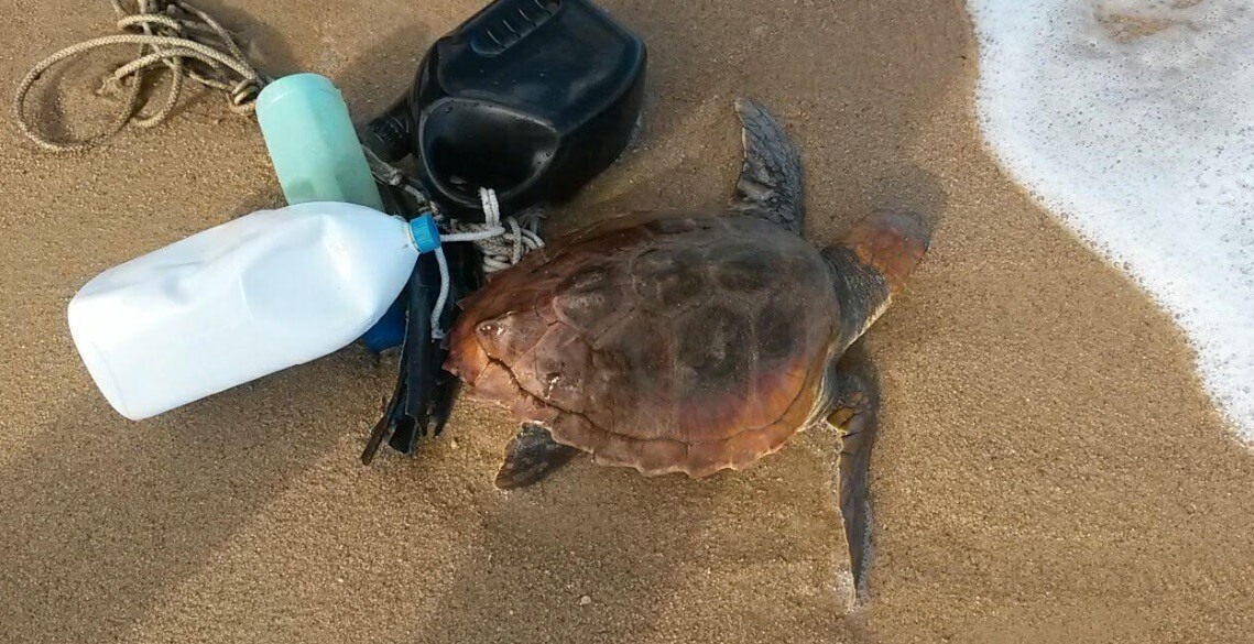 Soccorsa tartaruga marina impiglianata in una lenza