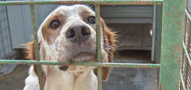 Ruba cani a cacciatori e li maltratta: condannato allevatore