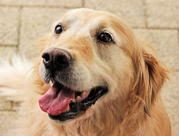 Festeggia un amico speciale: ecco giornata del cane guida