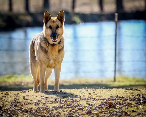 Olbia. Incidenti, aggressioni e cani liberi: 