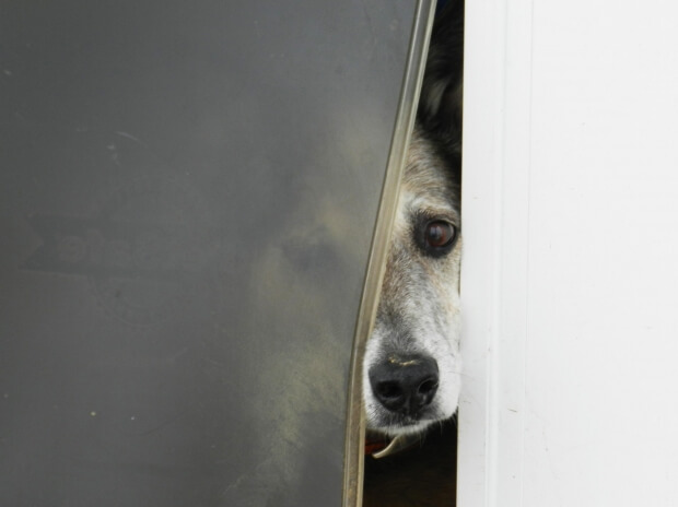 Olbia: cani smarriti sbranano gatto in Viale Aldo Moro