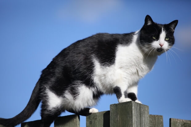 Olbia: veleno per lumache nelle ciotole dei gatti