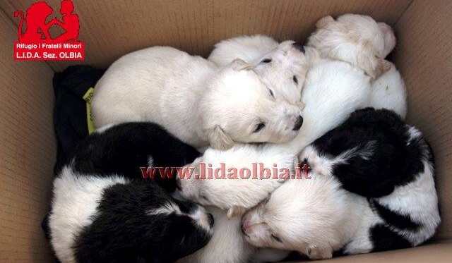 Sette cuccioli salvati da una morte certa grazie a Lida Olbia
