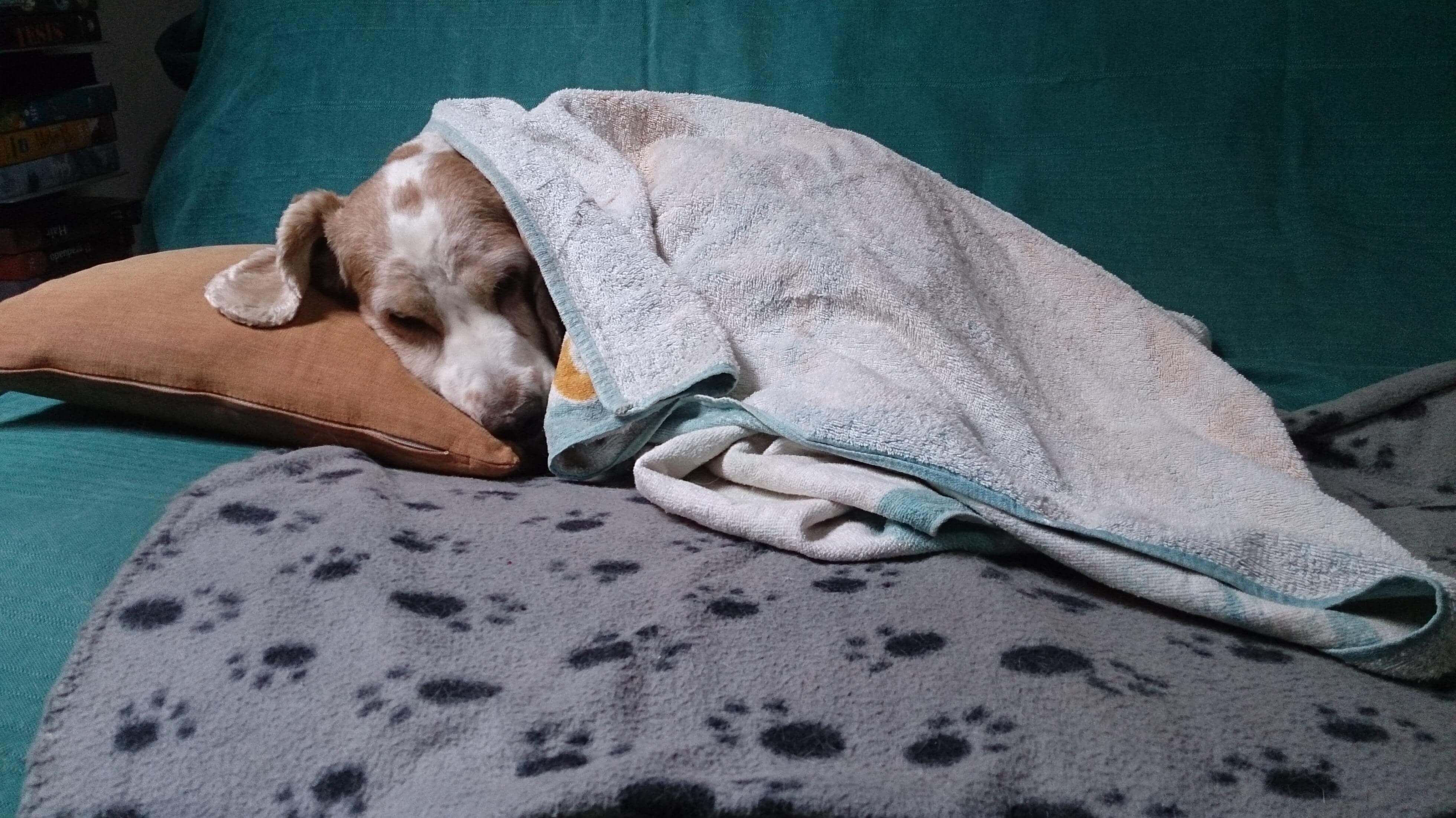 Sardegna: è boom di animali domestici