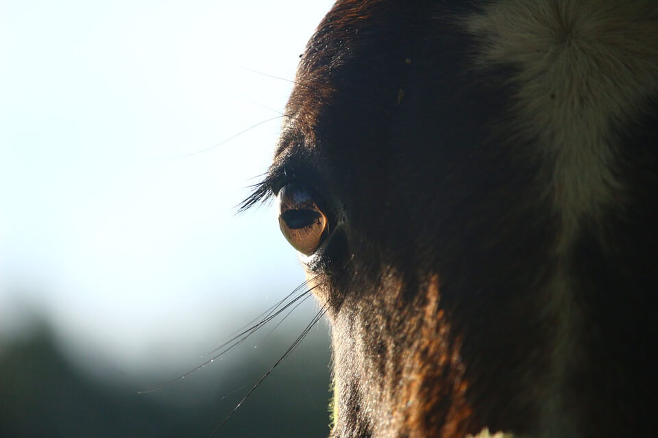 Decapitato cavallo del vicesindaco