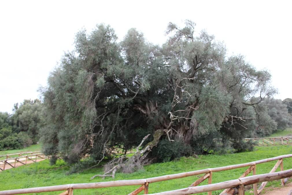 E' gallurese l'albero più vecchio d'Italia!