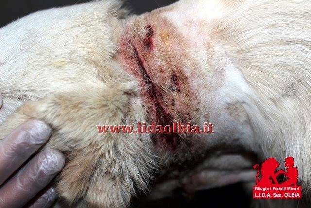 Olbia: salvato cane intrappolato da un laccio