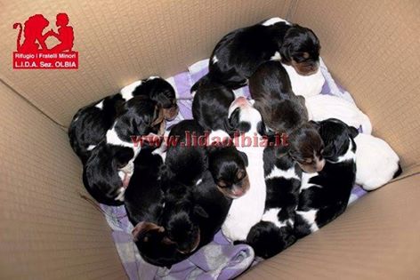 Olbia: aiutiamo questi 15 cuccioli