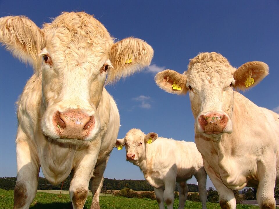 Sardegna: aumentano i fondi per l’acquisto di riproduttori bovini