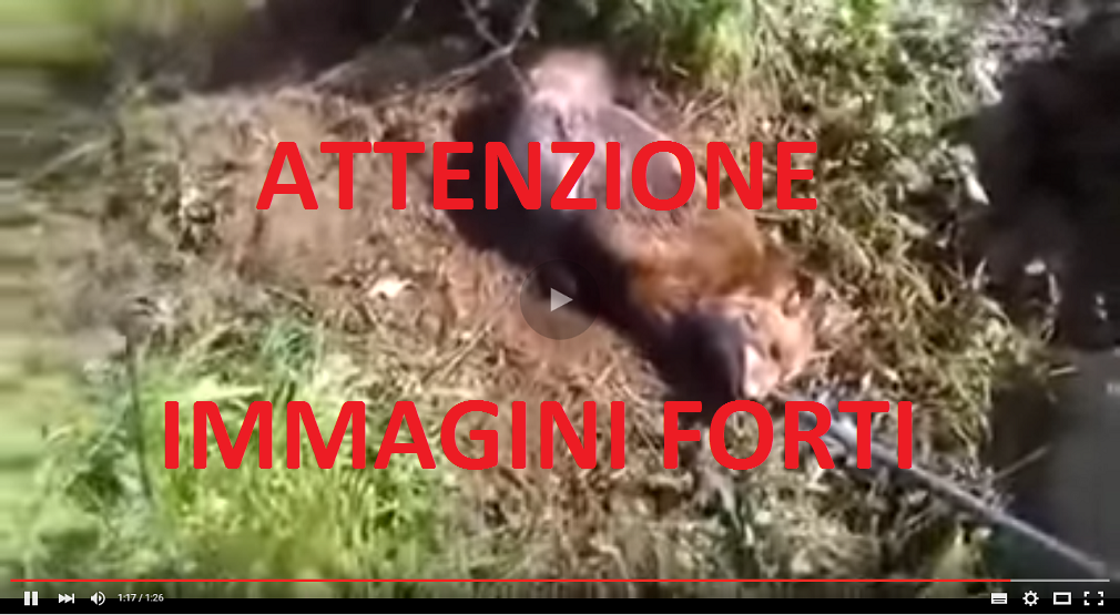 * Video * Uccide una volpe a colpi di zappa