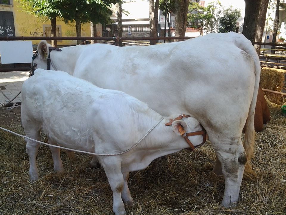 Sindaco di Ozieri travolto da toro durante la mostra
