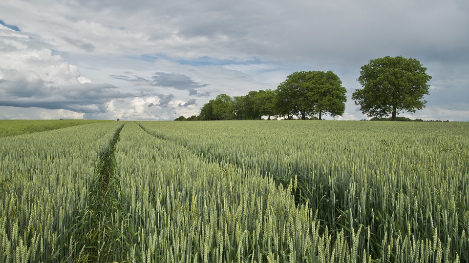 Bandi agricoltura: 50 milioni per le imprese dei giovani agricoltori