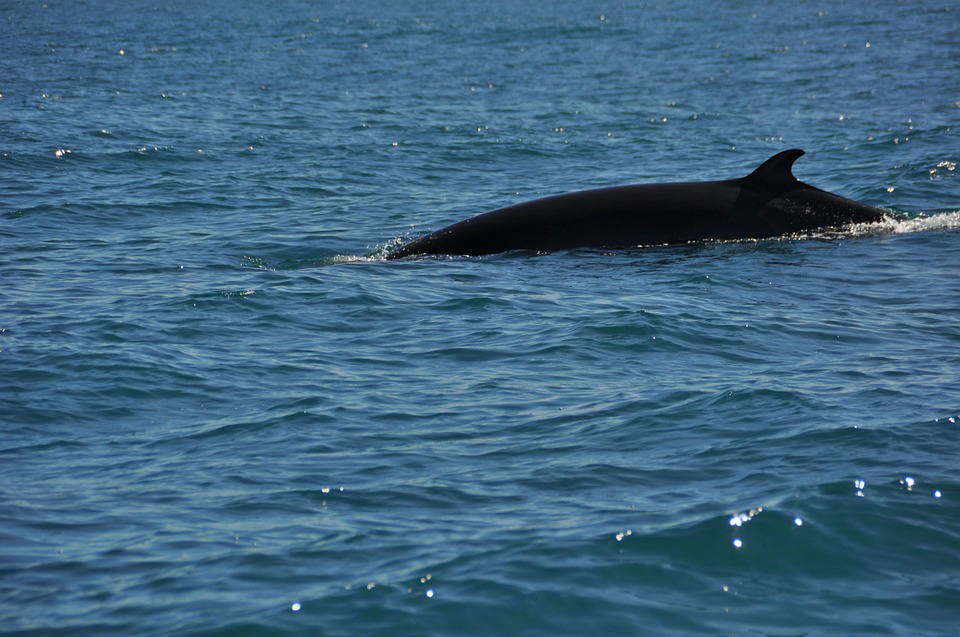 Sardegna: trovato in spiaggia il corpo di un balenottero morto