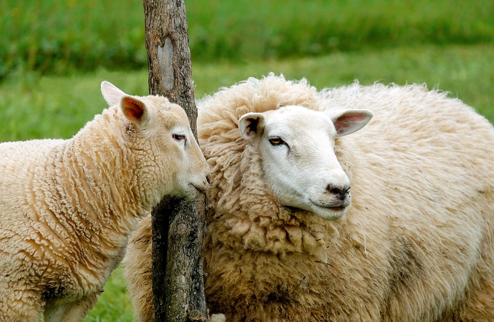Bioedilizia: è sardo il brevetto che rivoluziona l'uso della lana