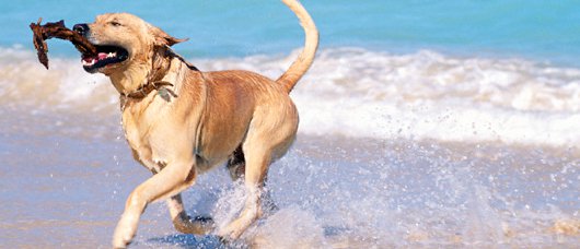 Olbia, la spiaggia dedicata agli animali chiusa per disinfestazione: ecco i dettagli