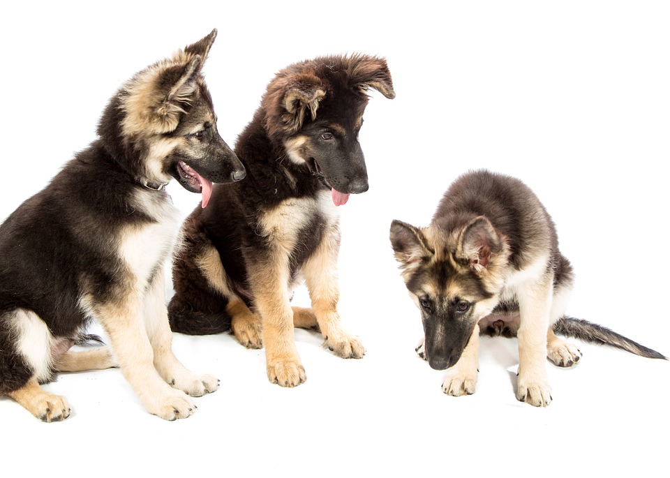 Anagrafe canina: l’attività riprenderà a settembre. Ecco i numeri per le emergenze