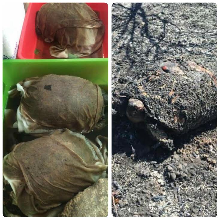Olbia: una decina di tartarughe bruciate vive.